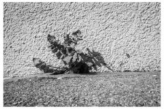 52wochen_16-52
