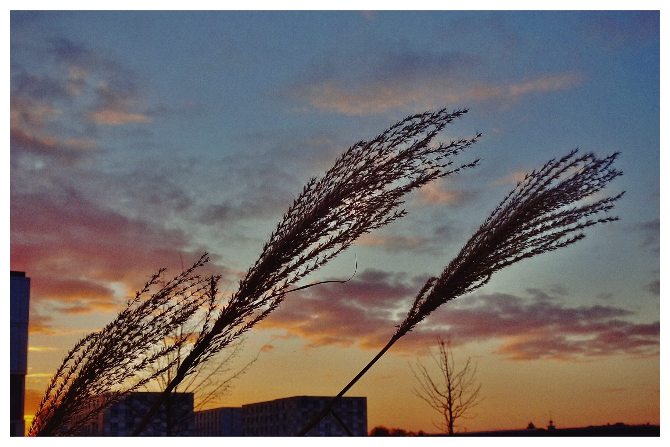 Chinagras im Abendhimmel (30/365)