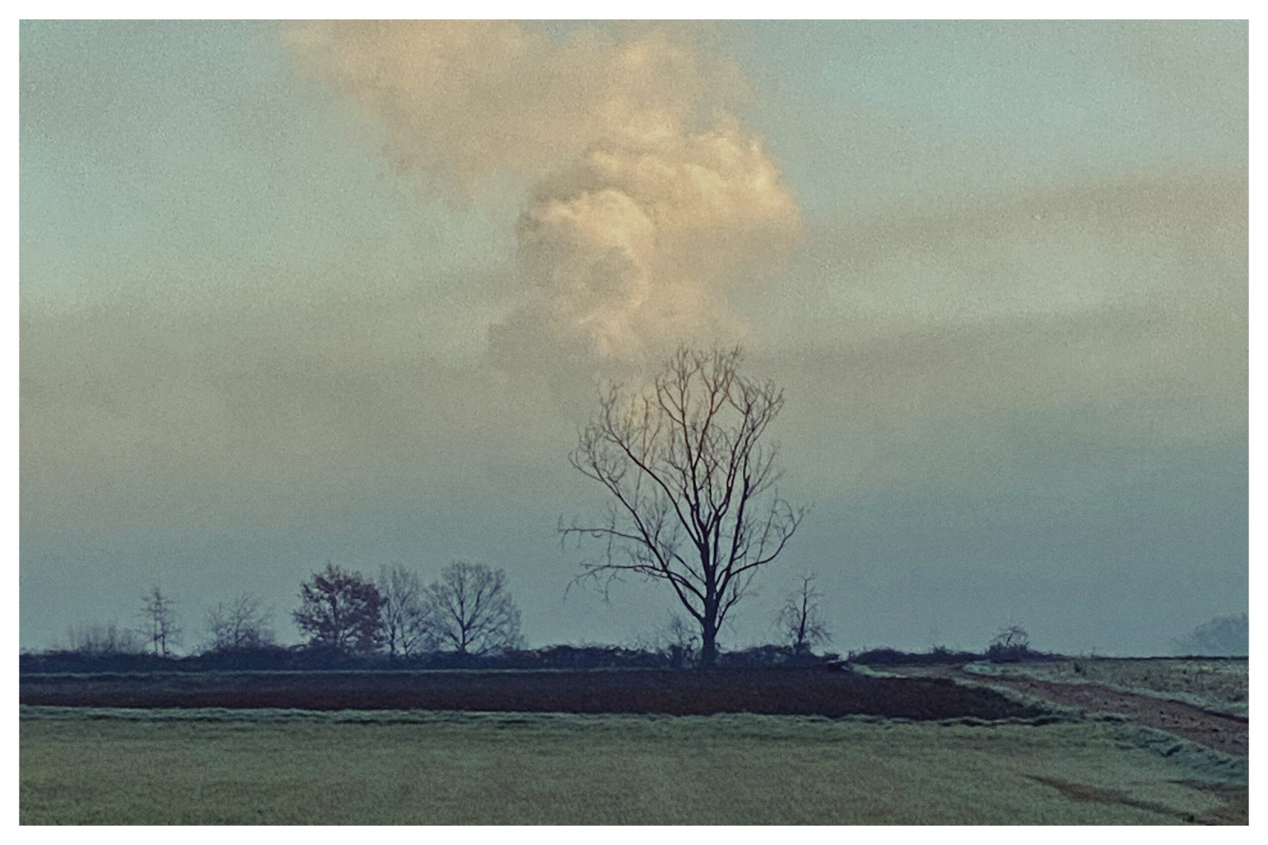 The smoking tree (1/365)