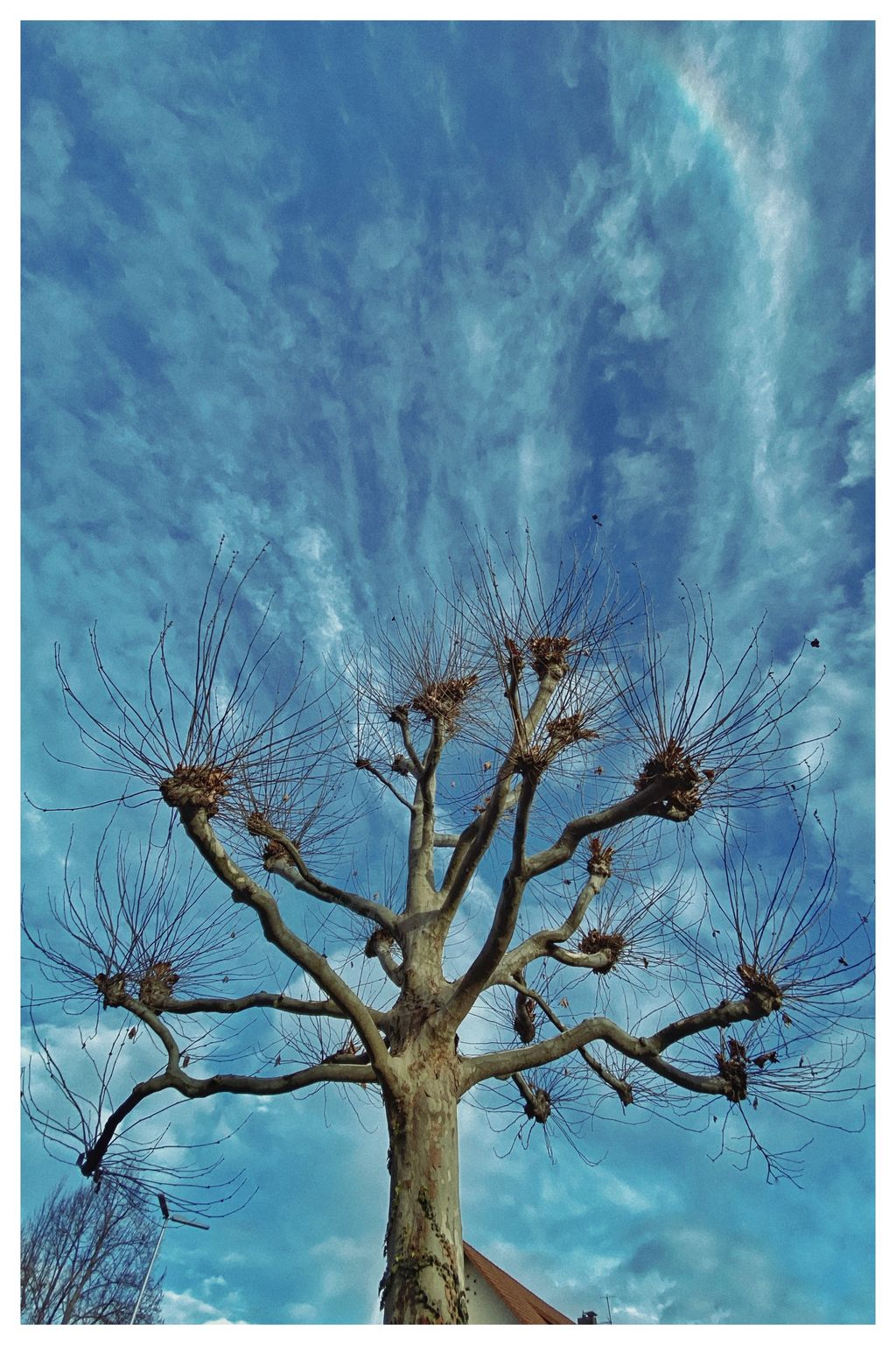 Der kahle Baum vor kalten Himmel (20/365)