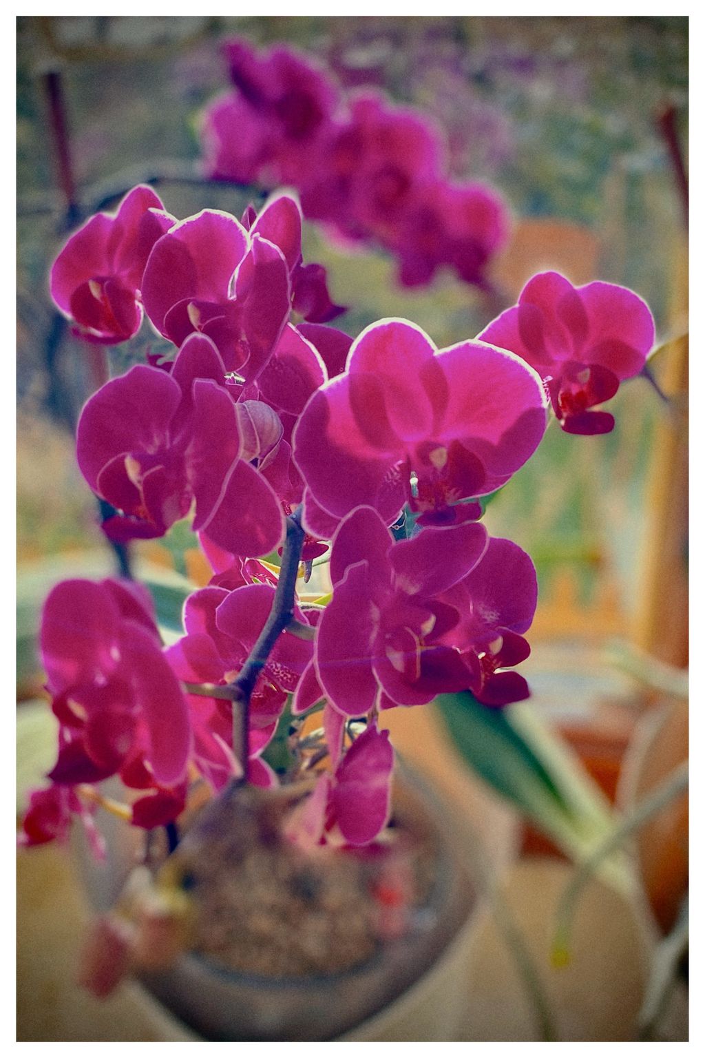 Orchidee am Fenster (34/365)
