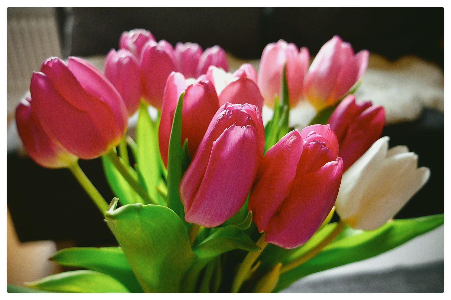 Ein bunter Strauss Tulpen (68/365)