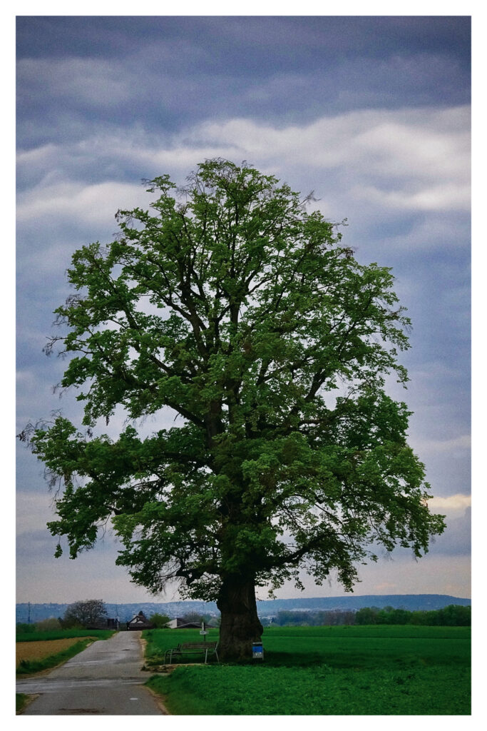 Klingenlinde im Frühjahr :: 141-365