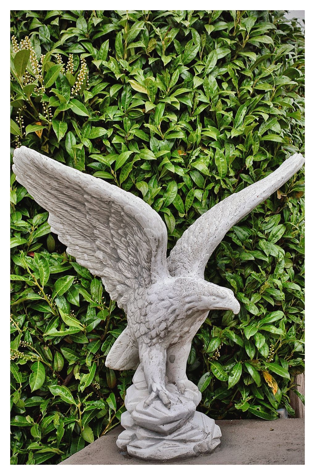 Steinadler (134/365)