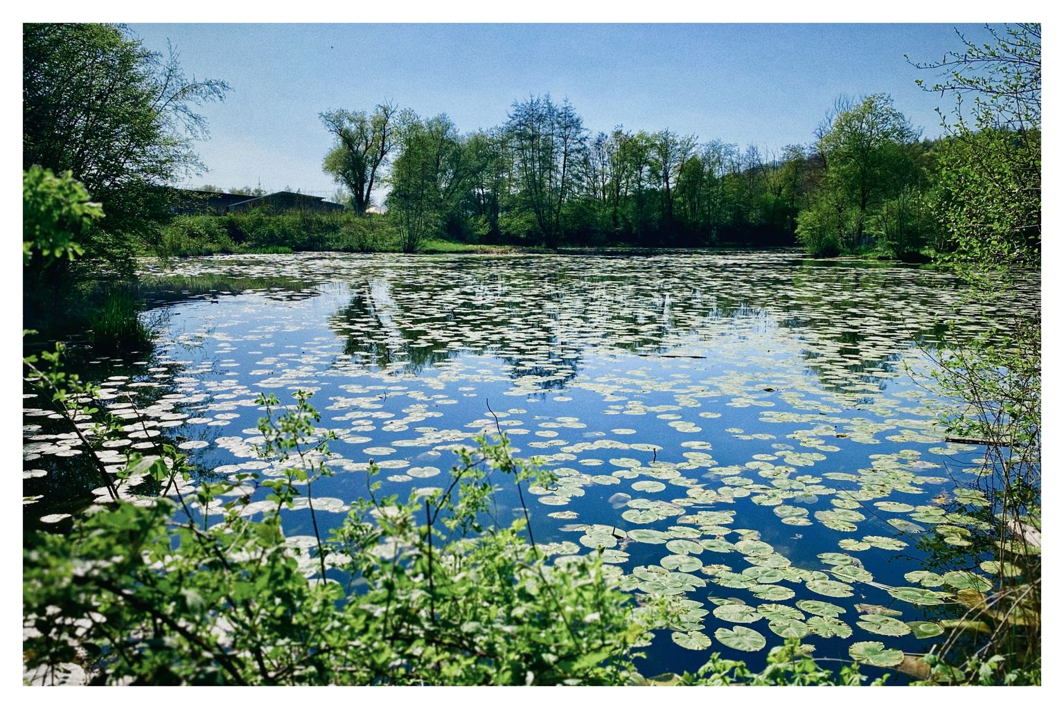 Wernauer Seerosenteich (142/365)