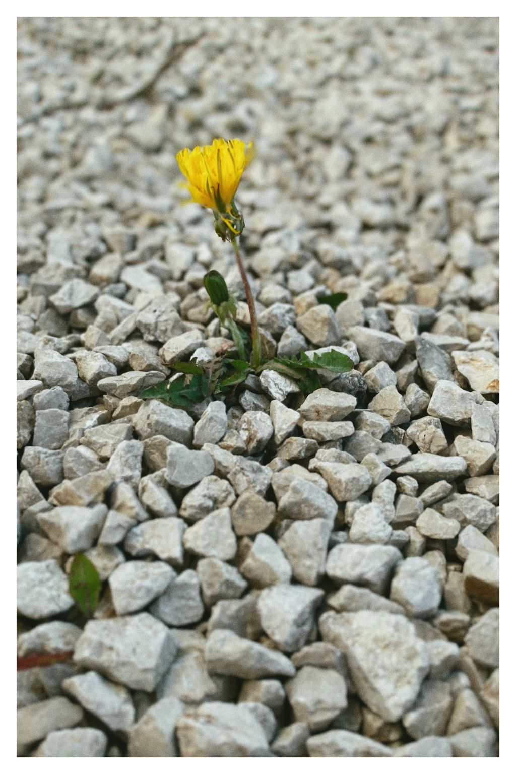 Die Natur findet immer ihren Weg (150/365)