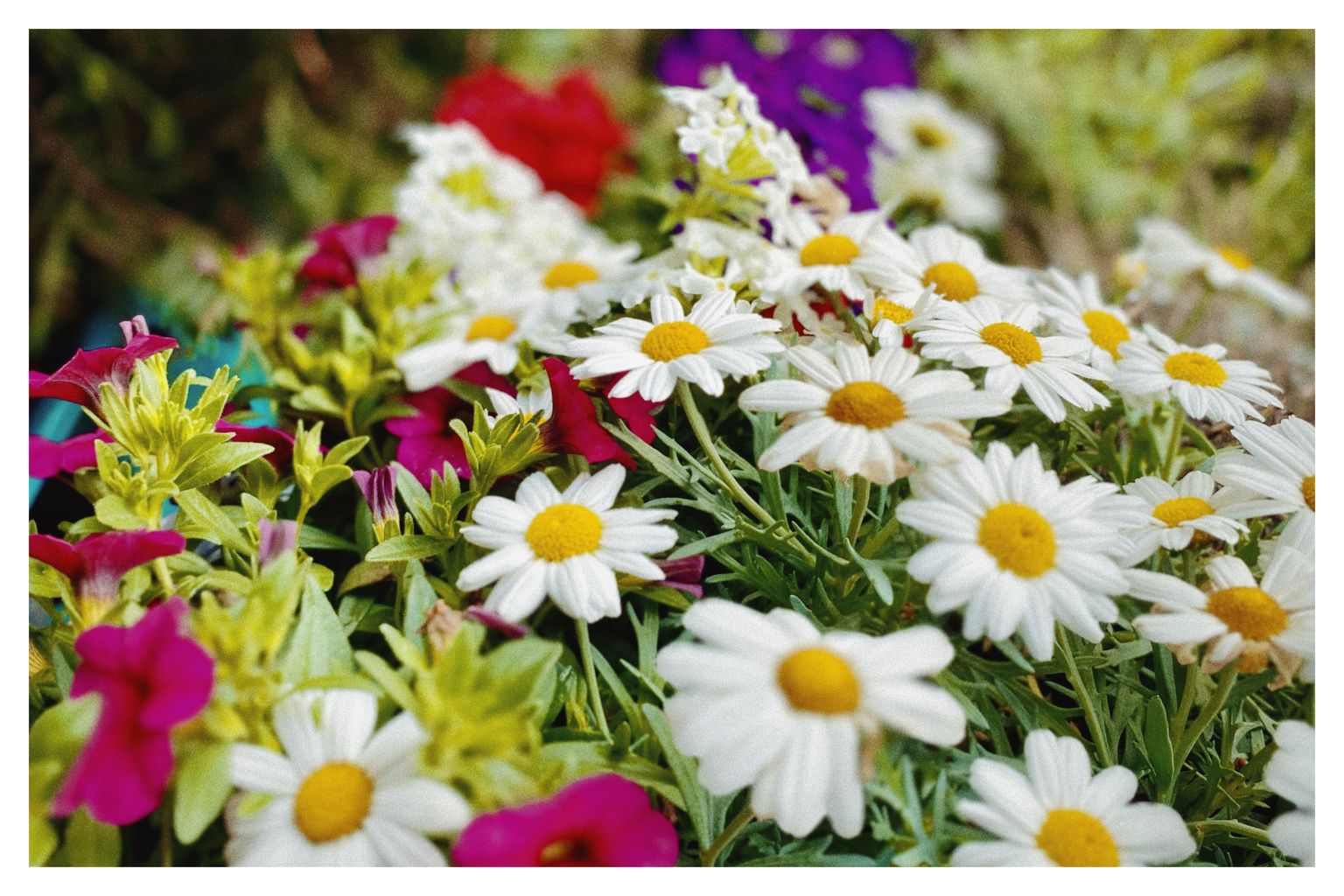 Himmel grau – Blumen bunt (166/365)