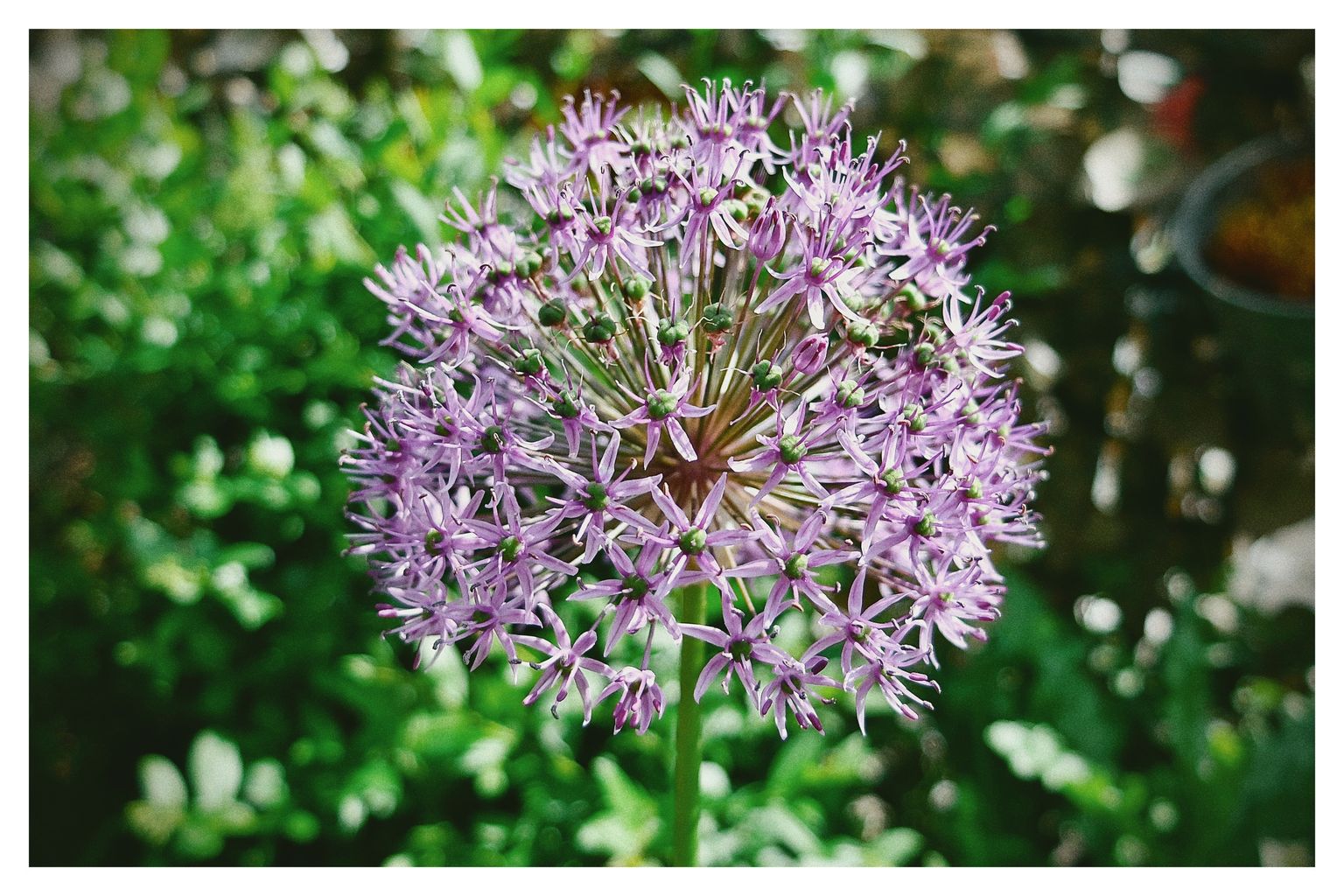 Im Garten blüht es (158/365)