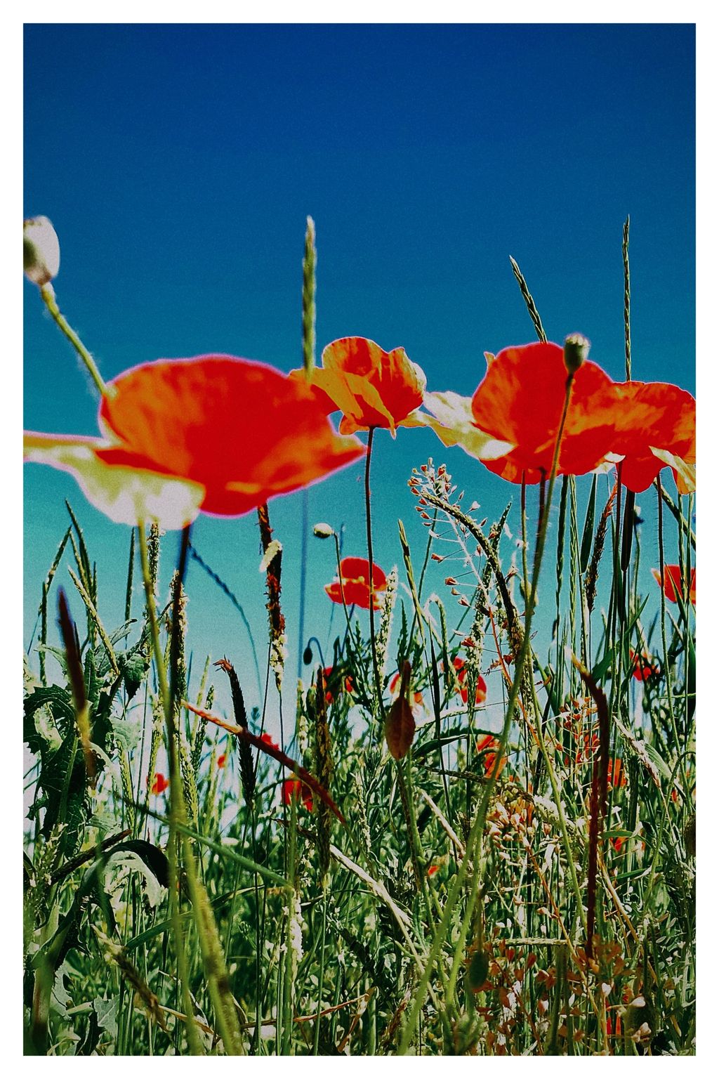 Mohn aus der Froschperspektive (178/365)