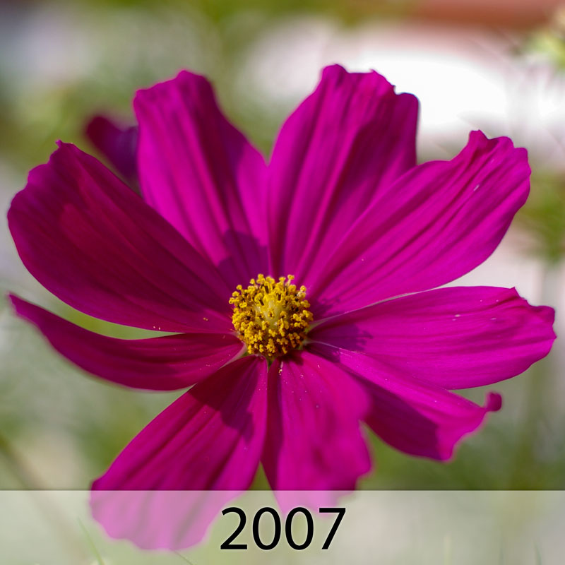 Galerie: Bilder des Jahres 2007